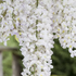 Wisteria frutescens 'Nivea'.png