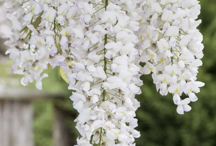Vistárie americká 'Nivea' - Wisteria frutescens 'Nivea'