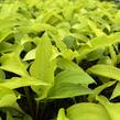 Bohyška 'Fire Island' - Hosta 'Fire Island'