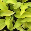 Bohyška 'Fire Island' - Hosta 'Fire Island'