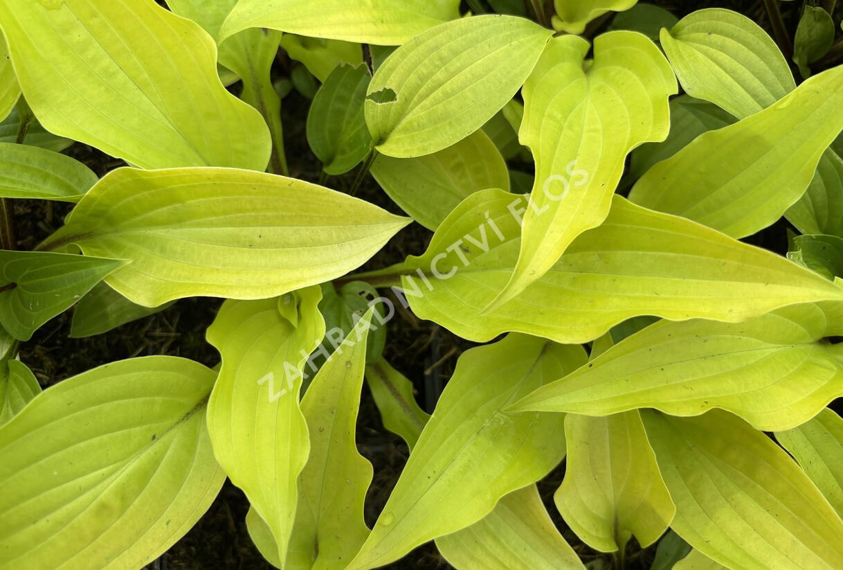 Bohyška 'Fire Island' - Hosta 'Fire Island'