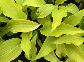 Bohyška 'Fire Island' - Hosta 'Fire Island'