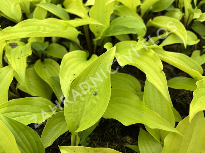 Bohyška 'Fire Island' - Hosta 'Fire Island'