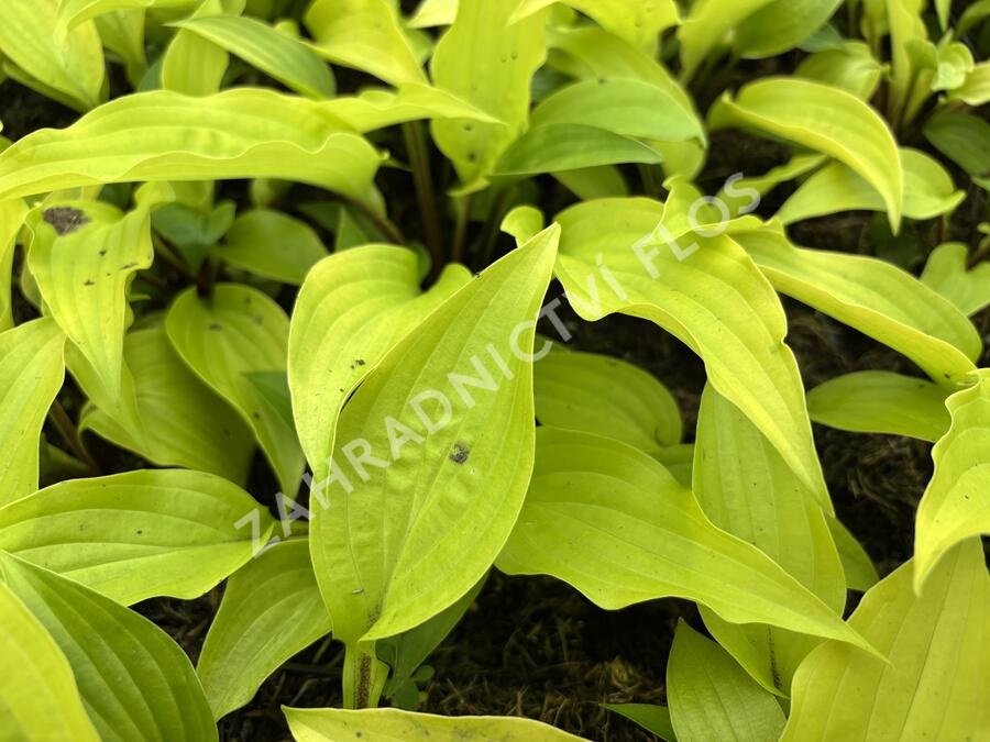 Bohyška 'Fire Island' - Hosta 'Fire Island'