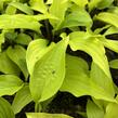 Bohyška 'Fire Island' - Hosta 'Fire Island'