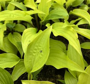 Bohyška 'Fire Island' - Hosta 'Fire Island'