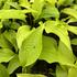 Hosta 'Fire Island'.JPG