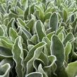 Kohoutek věncový 'Oculata' - Lychnis coronaria 'Oculata'
