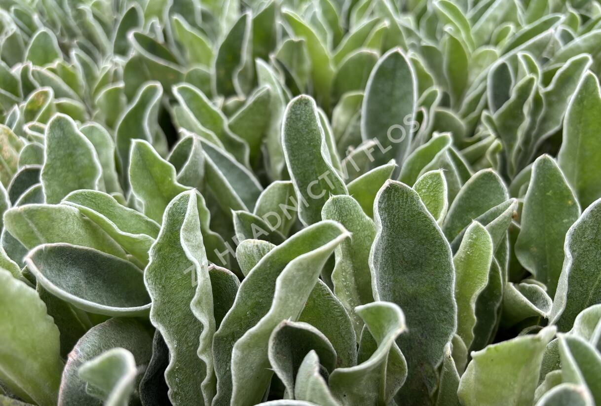 Kohoutek věncový 'Oculata' - Lychnis coronaria 'Oculata'