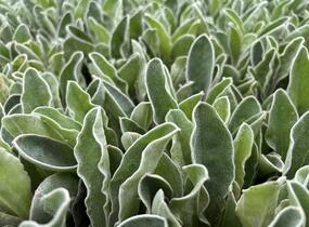 Kohoutek věncový 'Oculata' - Lychnis coronaria 'Oculata'