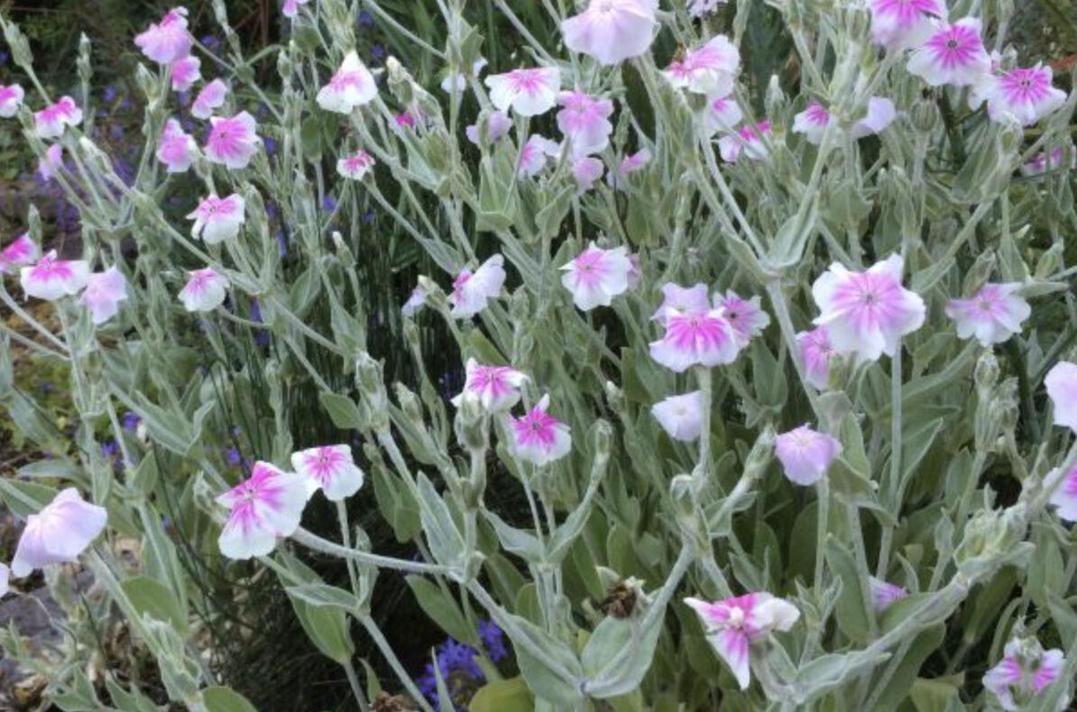 Kohoutek věncový 'Oculata' - Lychnis coronaria 'Oculata'