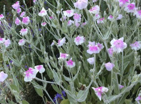 Kohoutek věncový 'Oculata' - Lychnis coronaria 'Oculata'