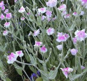 Kohoutek věncový 'Oculata'