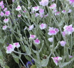 Kohoutek věncový 'Oculata' - Lychnis coronaria 'Oculata'