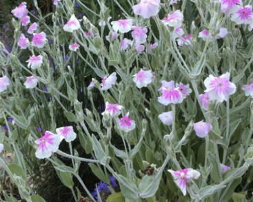 Kohoutek věncový 'Oculata'