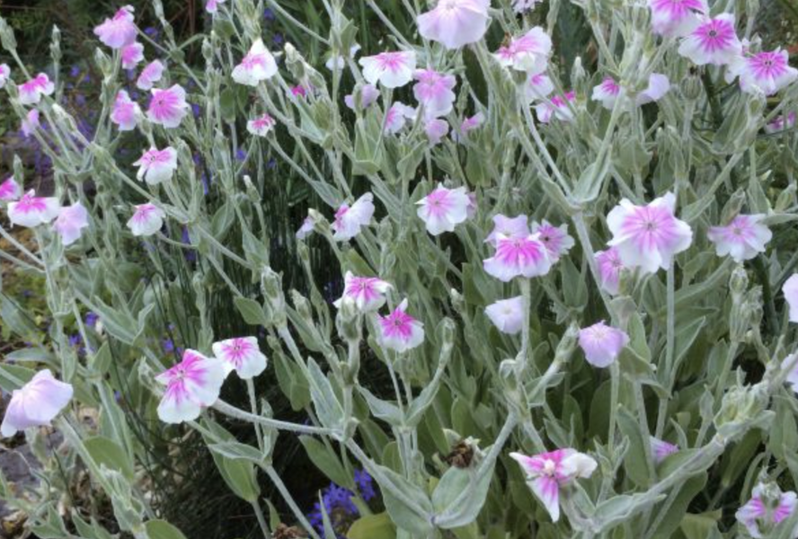 Kohoutek věncový 'Oculata' - Lychnis coronaria 'Oculata'