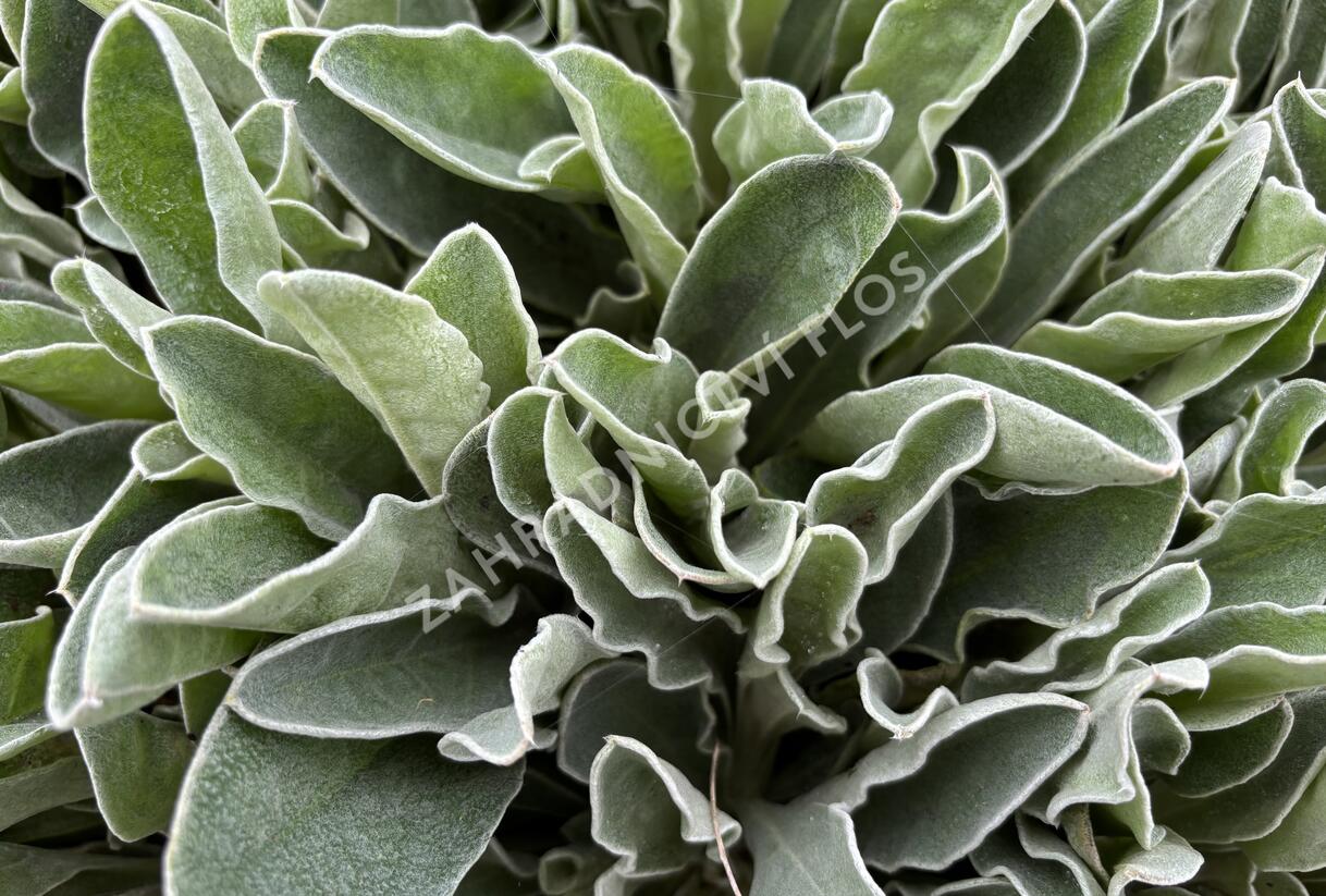 Kohoutek věncový 'Oculata' - Lychnis coronaria 'Oculata'