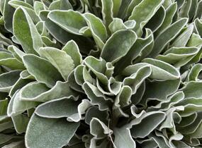 Kohoutek věncový 'Oculata' - Lychnis coronaria 'Oculata'