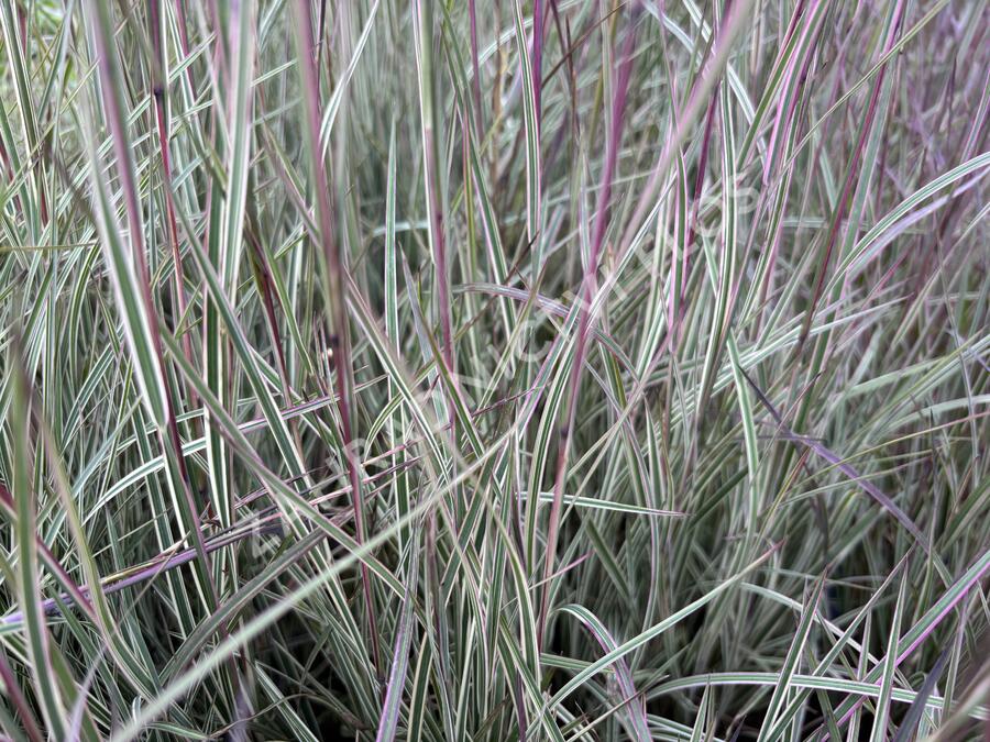 Schizachyrium 'Chameleon'® - Schizachyrium 'Chameleon'®