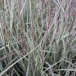 Schizachyrium 'Chameleon'® - Schizachyrium 'Chameleon'®