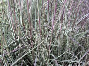 Schizachyrium 'Chameleon'® - Schizachyrium 'Chameleon'®