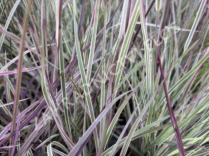 Schizachyrium 'Chameleon'® - Schizachyrium 'Chameleon'®