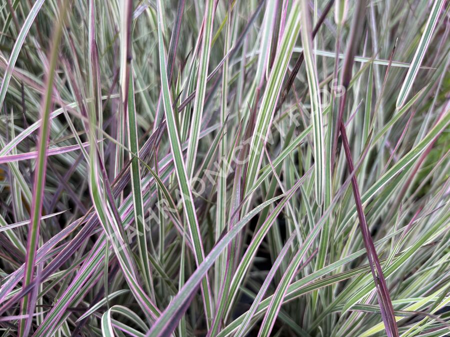 Schizachyrium 'Chameleon'® - Schizachyrium 'Chameleon'®