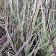 Schizachyrium 'Chameleon'® - Schizachyrium 'Chameleon'®