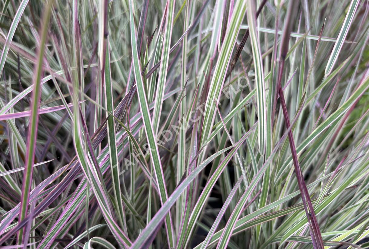 Schizachyrium 'Chameleon'® - Schizachyrium 'Chameleon'®