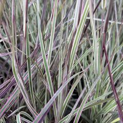 Schizachyrium 'Chameleon'® - Schizachyrium 'Chameleon'®