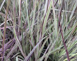 Schizachyrium 'Chameleon'®
