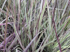 Schizachyrium 'Chameleon'® - Schizachyrium 'Chameleon'®