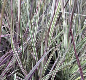 Schizachyrium 'Chameleon'® - Schizachyrium 'Chameleon'®