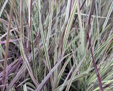 Schizachyrium 'Chameleon'®