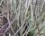 Schizachyrium 'Chameleon'®