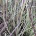 Schizachyrium 'Chameleon'®_02.JPG