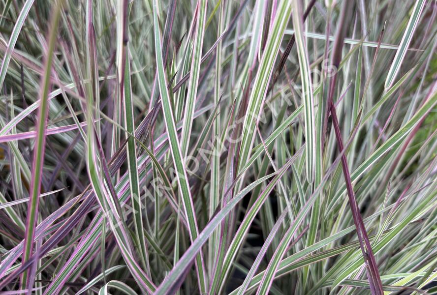 Schizachyrium 'Chameleon'® - Schizachyrium 'Chameleon'®