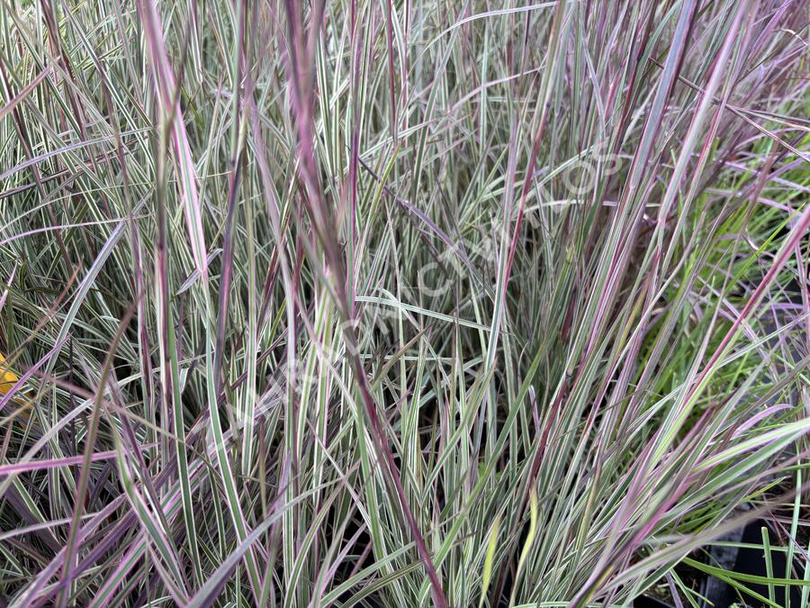 Schizachyrium 'Chameleon'® - Schizachyrium 'Chameleon'®