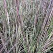 Schizachyrium 'Chameleon'® - Schizachyrium 'Chameleon'®