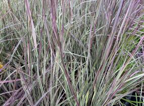 Schizachyrium 'Chameleon'® - Schizachyrium 'Chameleon'®
