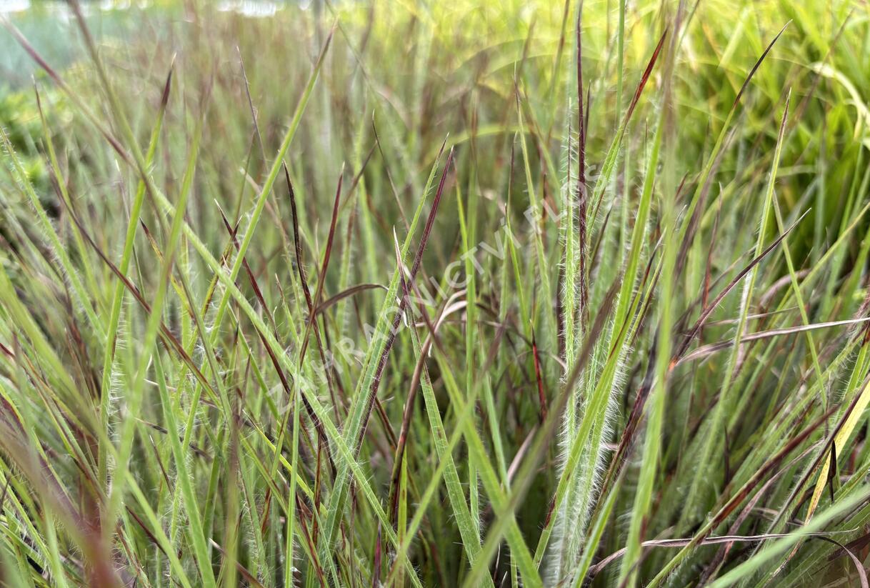 Vousatice metlatá Ha Ha Tonka' - Schizachyrium scoparium 'Ha Ha Tonka'