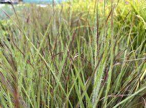 Vousatice metlatá Ha Ha Tonka' - Schizachyrium scoparium 'Ha Ha Tonka'