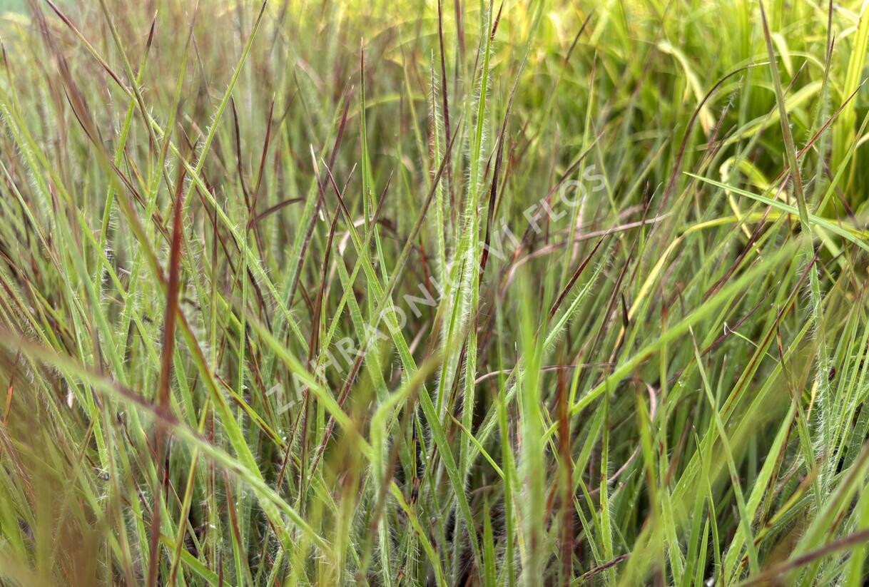 Vousatice metlatá Ha Ha Tonka' - Schizachyrium scoparium 'Ha Ha Tonka'