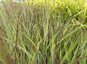 Vousatice metlatá Ha Ha Tonka' - Schizachyrium scoparium 'Ha Ha Tonka'