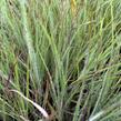 Vousatice metlatá Ha Ha Tonka' - Schizachyrium scoparium 'Ha Ha Tonka'
