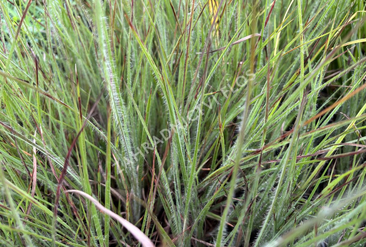 Vousatice metlatá Ha Ha Tonka' - Schizachyrium scoparium 'Ha Ha Tonka'