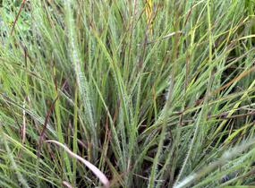 Vousatice metlatá Ha Ha Tonka' - Schizachyrium scoparium 'Ha Ha Tonka'