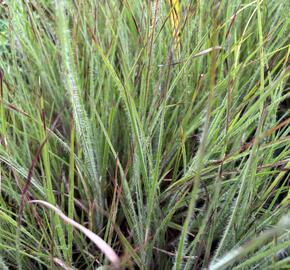 Vousatice metlatá Ha Ha Tonka' - Schizachyrium scoparium 'Ha Ha Tonka'