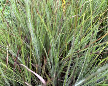 Vousatice metlatá Ha Ha Tonka'