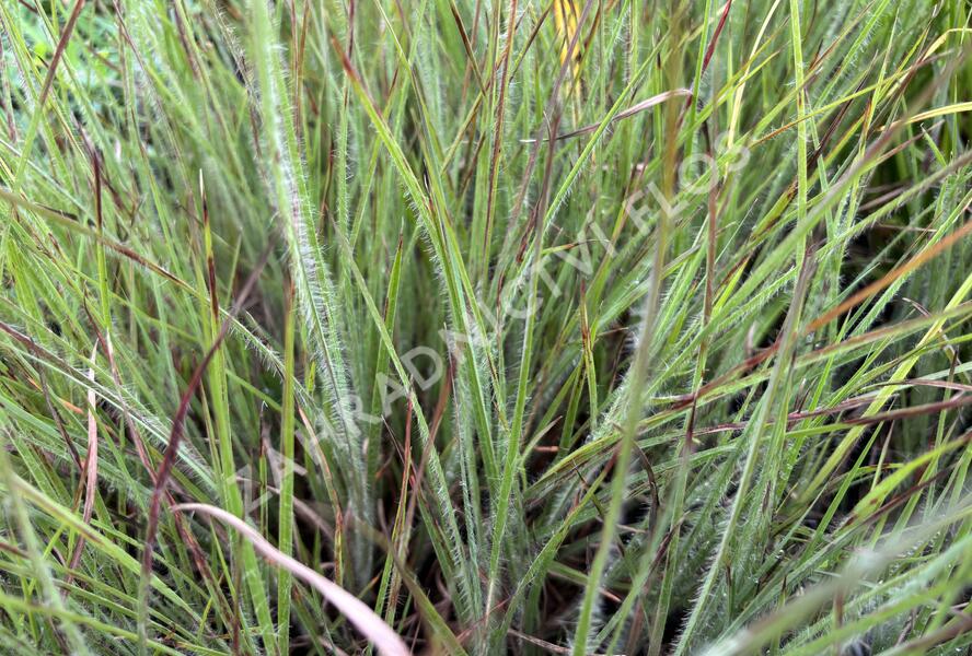 Vousatice metlatá Ha Ha Tonka' - Schizachyrium scoparium 'Ha Ha Tonka'
